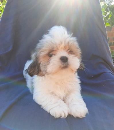 Lhasa Apso for sale by LYNOKA
