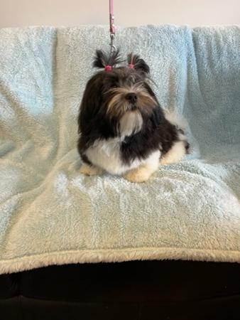 Lhasa Apso for sale by LYNOKA