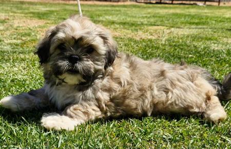 Lhasa Apso for sale by LYNOKA