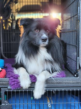 Khembear Cookies Make Me Happy Border Collie