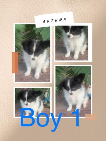 Papillon puppy for sale by TUSKANTAIL