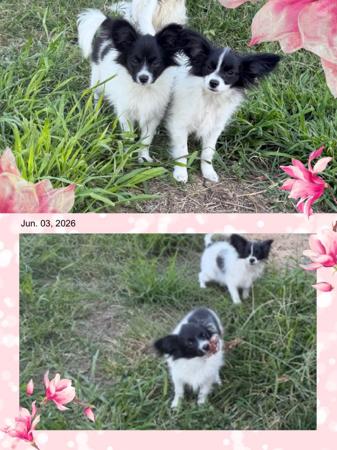 Papillon puppy for sale by MOOKARMA 