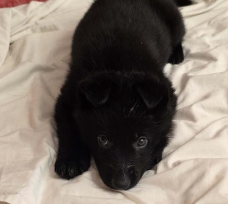 German Shepherd Dog puppy for sale by MONSIMBEE