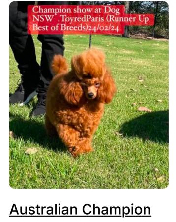 Poodle (Toy) for sale by TOYRED