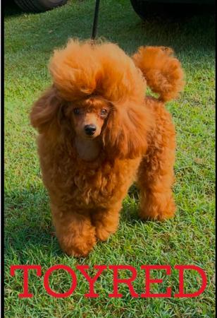 Poodle (Toy) for sale by TOYRED