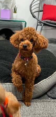 Poodle (Toy) for sale by TOYRED