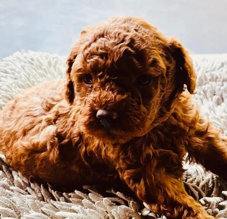 Poodle (Toy) for sale by TOYRED