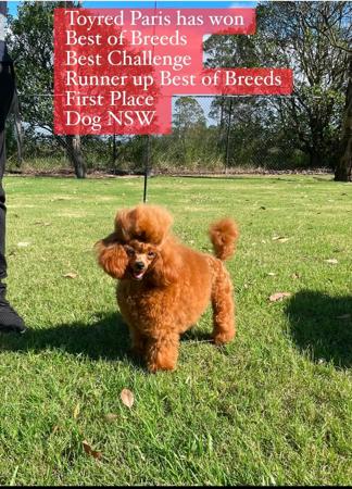 Poodle (Toy) for sale by TOYRED