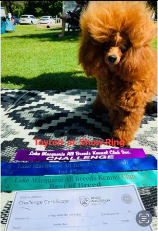 Poodle (Toy) for sale by TOYRED