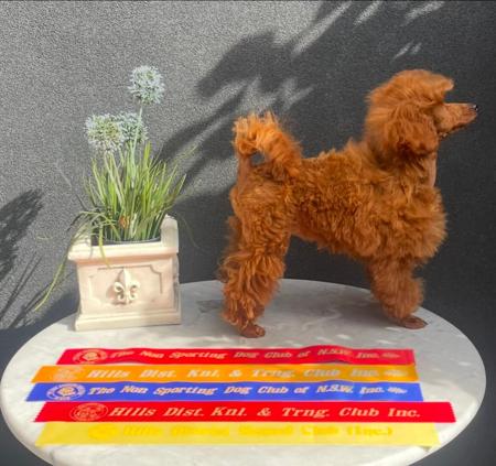 Poodle (Toy) for sale by TOYRED