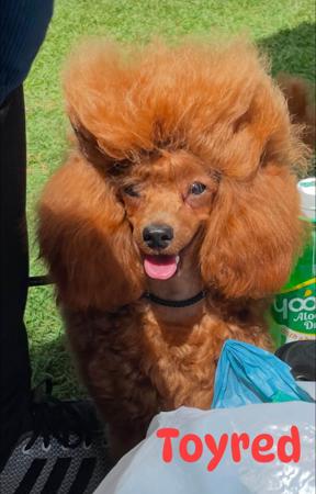 Poodle (Toy) for sale by TOYRED