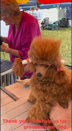 Poodle (Toy) for sale by TOYRED