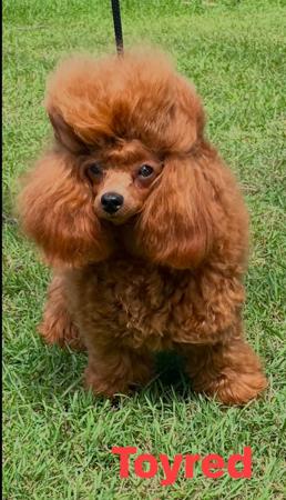 Poodle (Toy) for sale by TOYRED