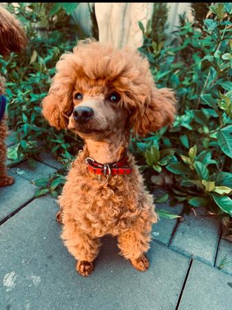 Poodle (Toy) for sale by TOYRED