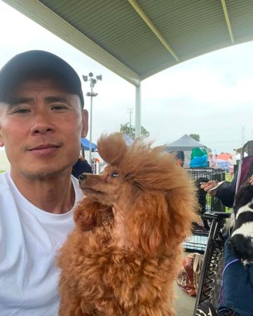 Poodle (Toy) for sale by TOYRED