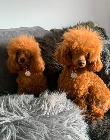 Poodle (Toy) for sale by TOYRED