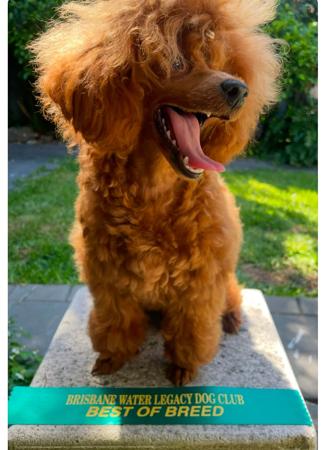 Poodle (Toy) for sale by TOYRED