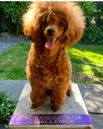 Poodle (Toy) for sale by TOYRED