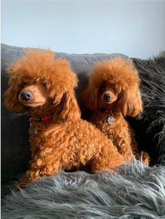 Poodle (Toy) for sale by TOYRED