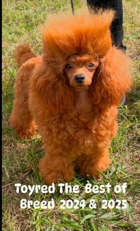 Poodle (Toy) for sale by TOYRED