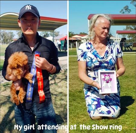 Poodle (Toy) for sale by TOYRED