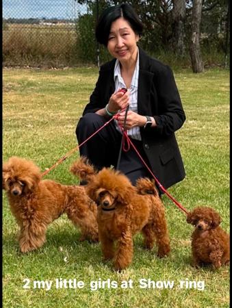 Poodle (Toy) for sale by TOYRED