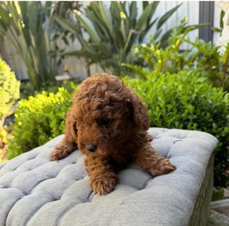 Poodle (Toy) puppy for sale by TOYRED
