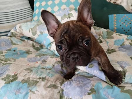 French Bulldog for sale by SHUMAR