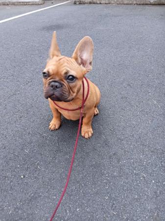 French Bulldog for sale by SHUMAR