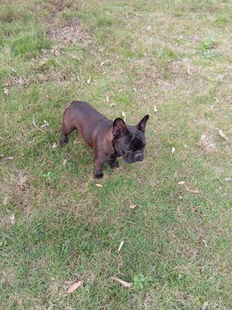 French Bulldog for sale by SHUMAR