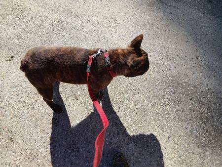 French Bulldog for sale by SHUMAR