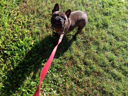 French Bulldog for sale by SHUMAR