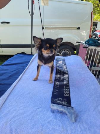 Chihuahua (Long Coat) for sale by SHUMAR