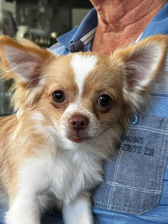 Chihuahua (Long Coat) for sale by SHUMAR