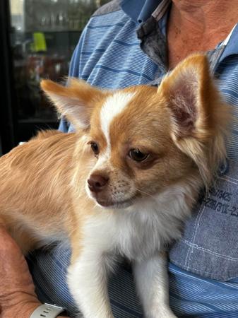 Chihuahua (Long Coat) for sale by SHUMAR