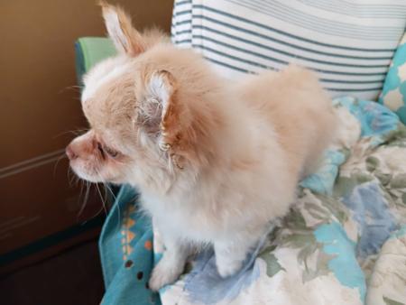 Chihuahua (Long Coat) for sale by SHUMAR