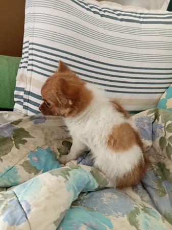 Chihuahua (Long Coat) for sale by SHUMAR