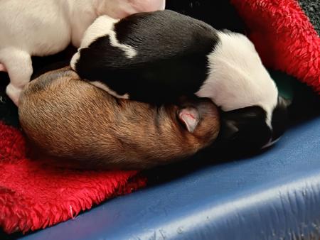 Chihuahua (Long Coat) puppy for sale by SHUMAR