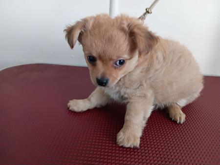 Chihuahua (Long Coat) puppy for sale by SHUMAR