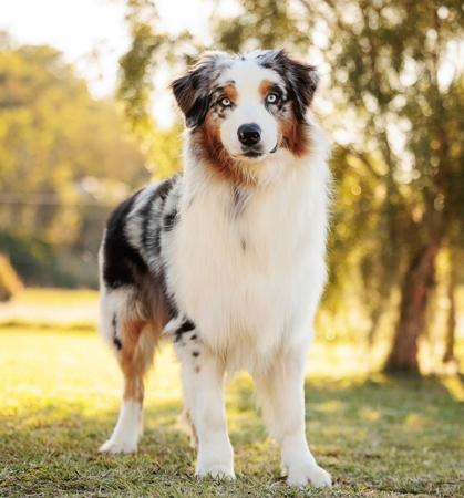 Australian Shepherd for sale by FRAGGLEROCK51