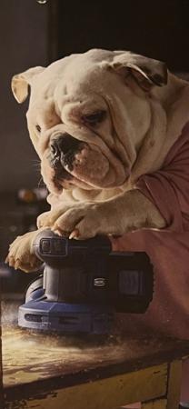 British Bulldog for sale by LITTLEROCKBULL