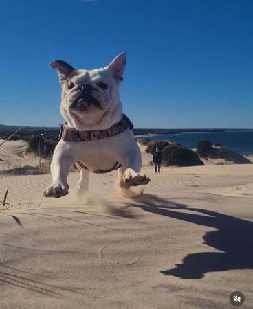 British Bulldog for sale by LITTLEROCKBULL