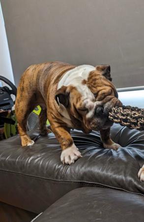 British Bulldog for sale by LITTLEROCKBULL