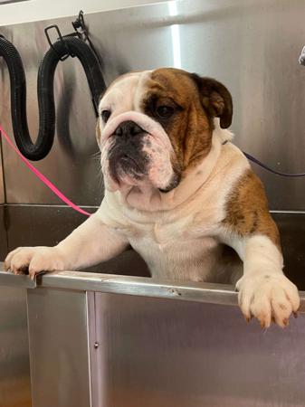 British Bulldog for sale by LITTLEROCKBULL