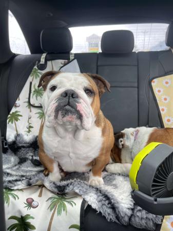 British Bulldog for sale by LITTLEROCKBULL