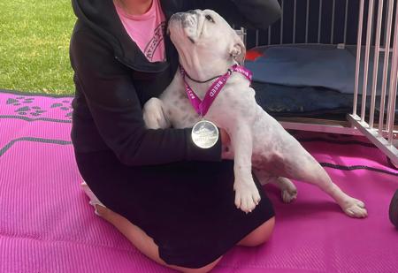 British Bulldog for sale by LITTLEROCKBULLDOGS