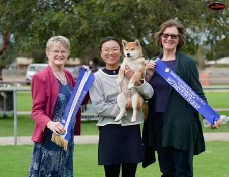 Shiba Inu for sale by HARUKASOU