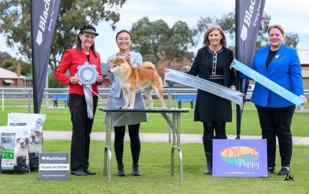 Shiba Inu for sale by HARUKASOU