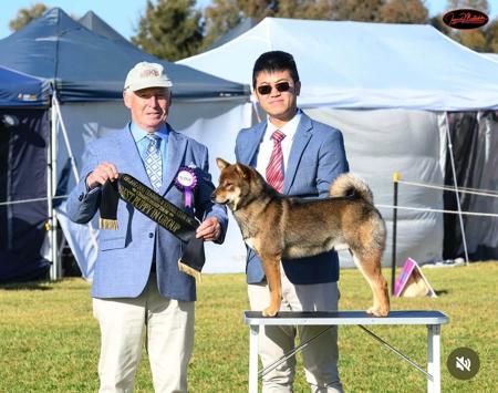 Shiba Inu for sale by HARUKASOU