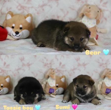 Shiba Inu puppy for sale by HARUKASOU